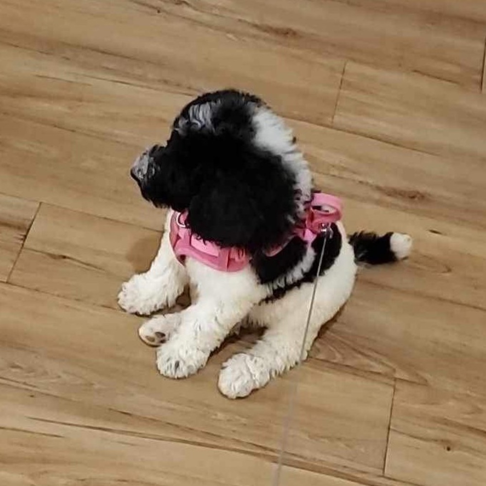 Meet your Posher, Laura